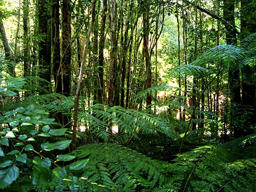Valdivian temperate rainforests